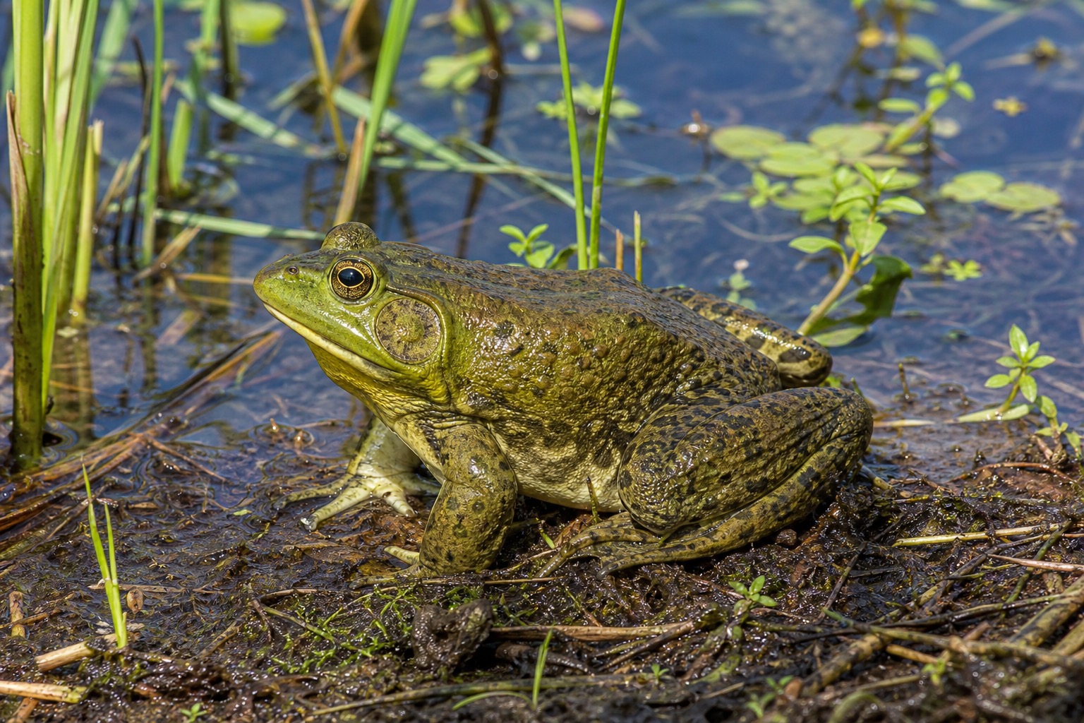ウシガエル