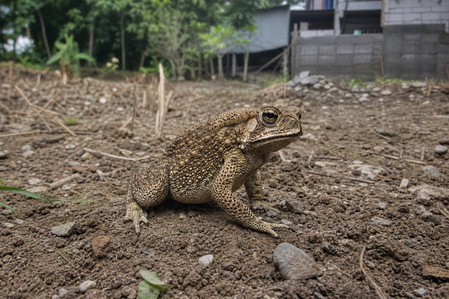 ヘリグロヒキガエル