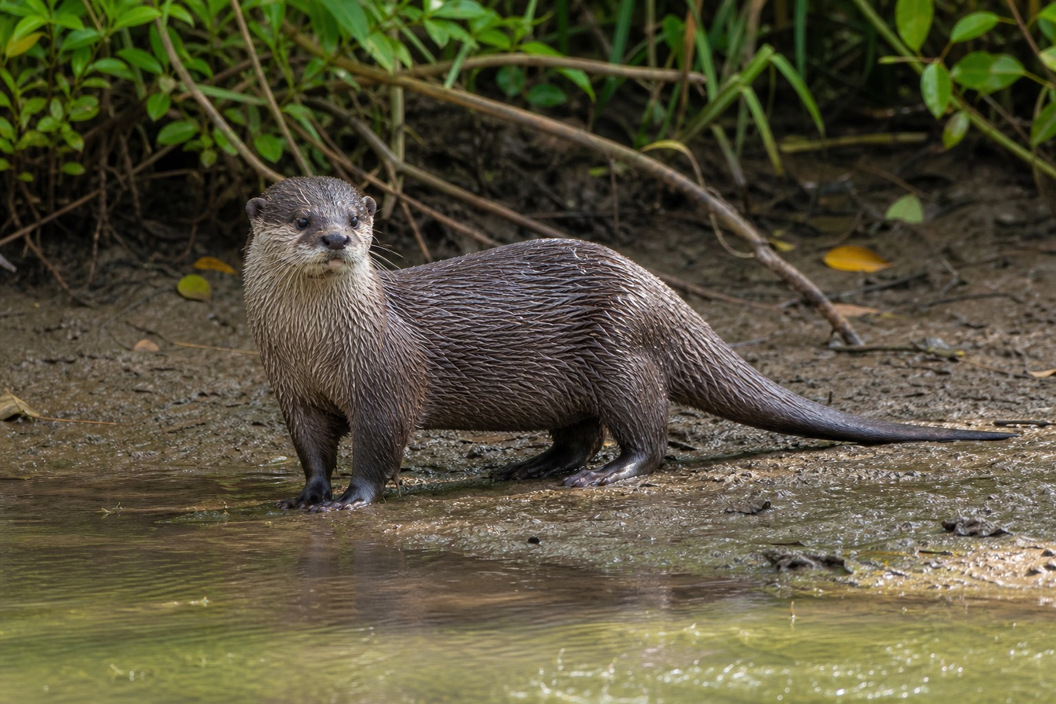 コツメカワウソ
