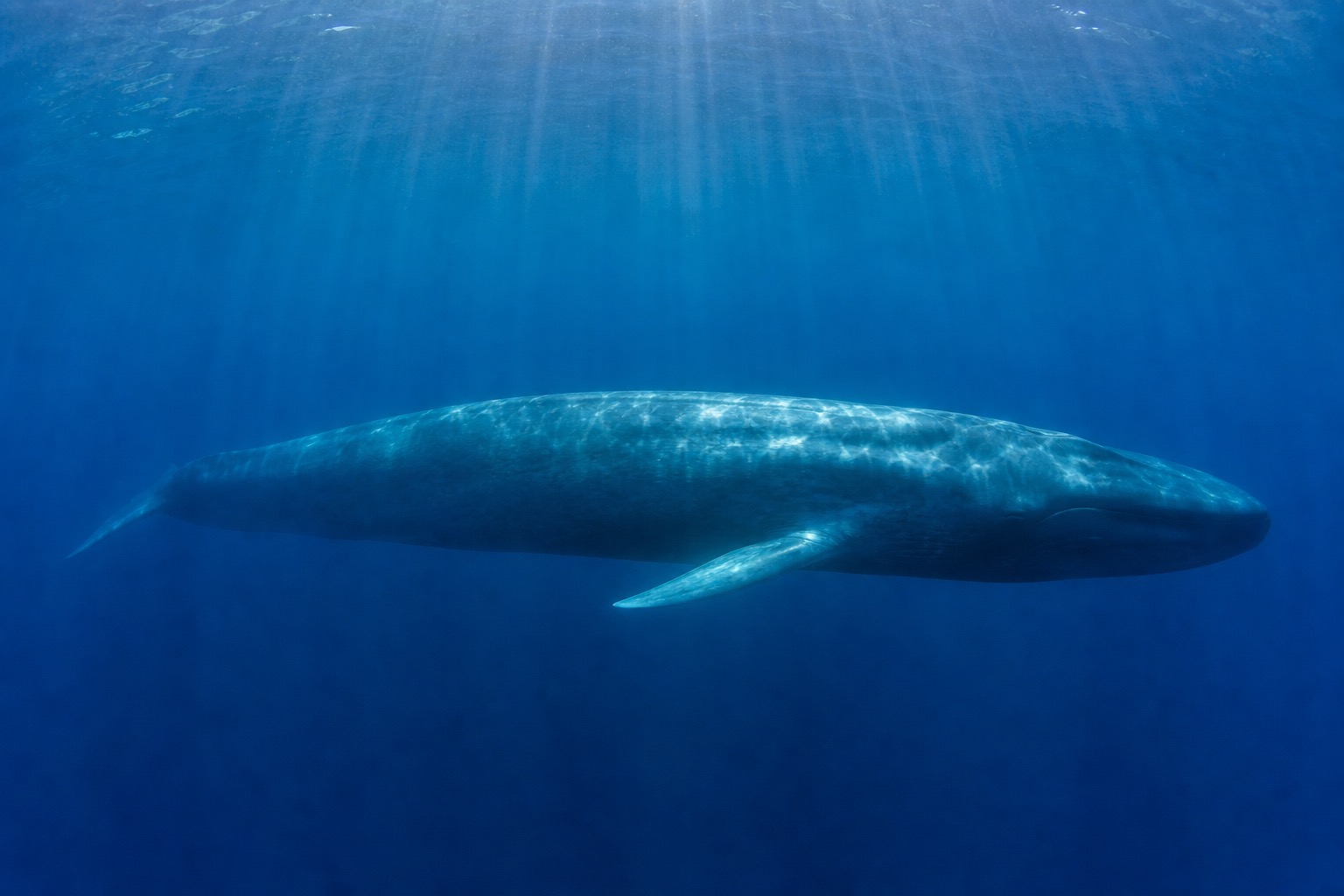シロナガスクジラ