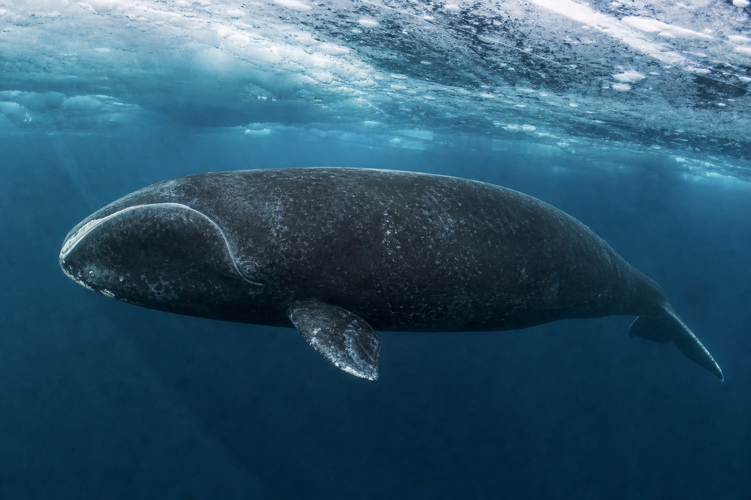 ホッキョククジラ
