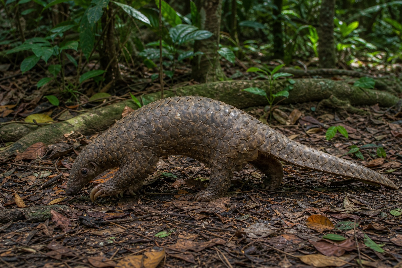 ミミセンザンコウ