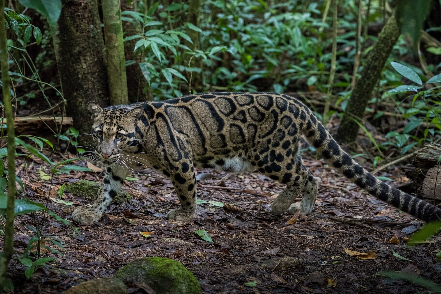 ウンピョウ