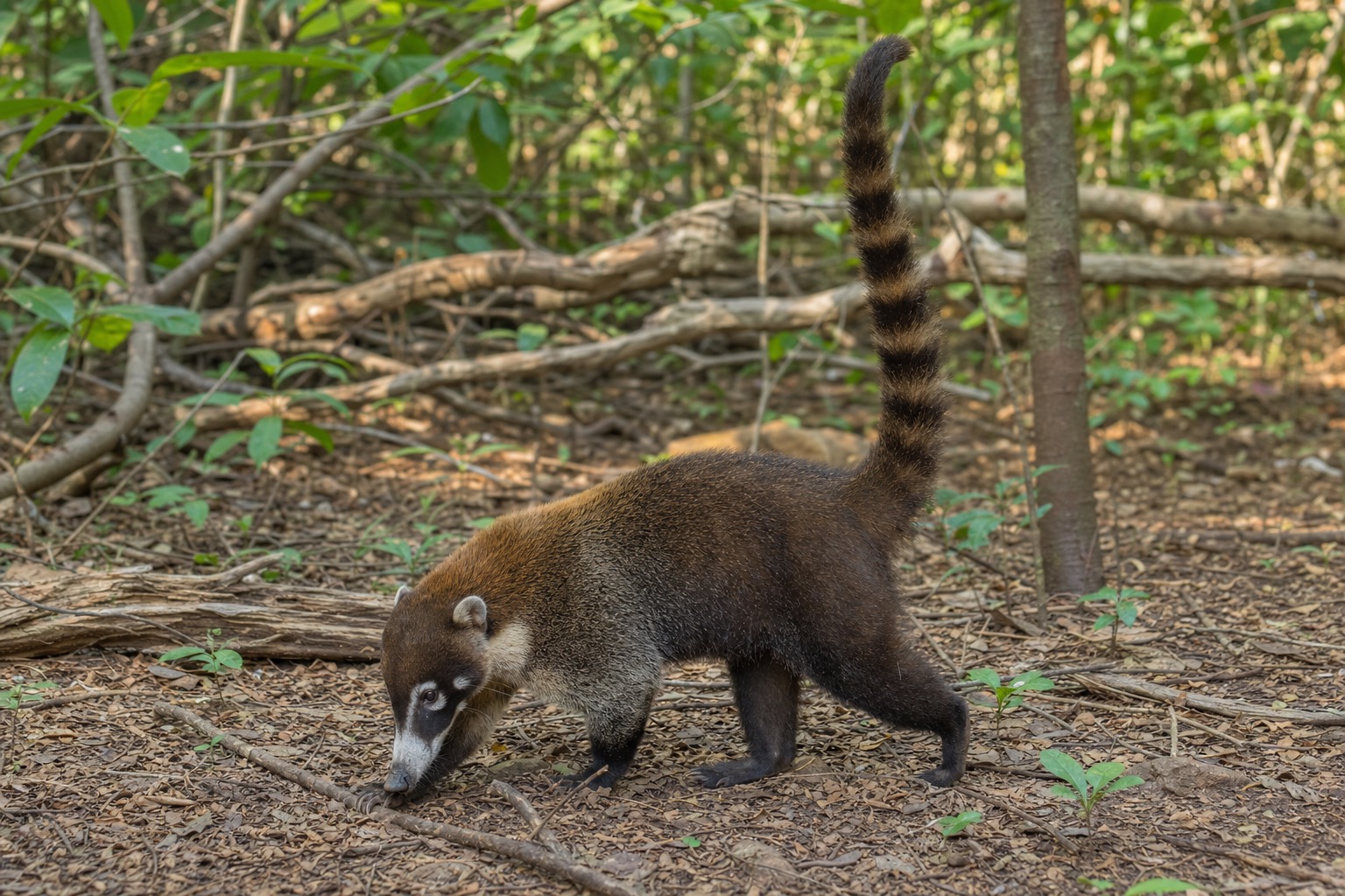 White-nosed coati