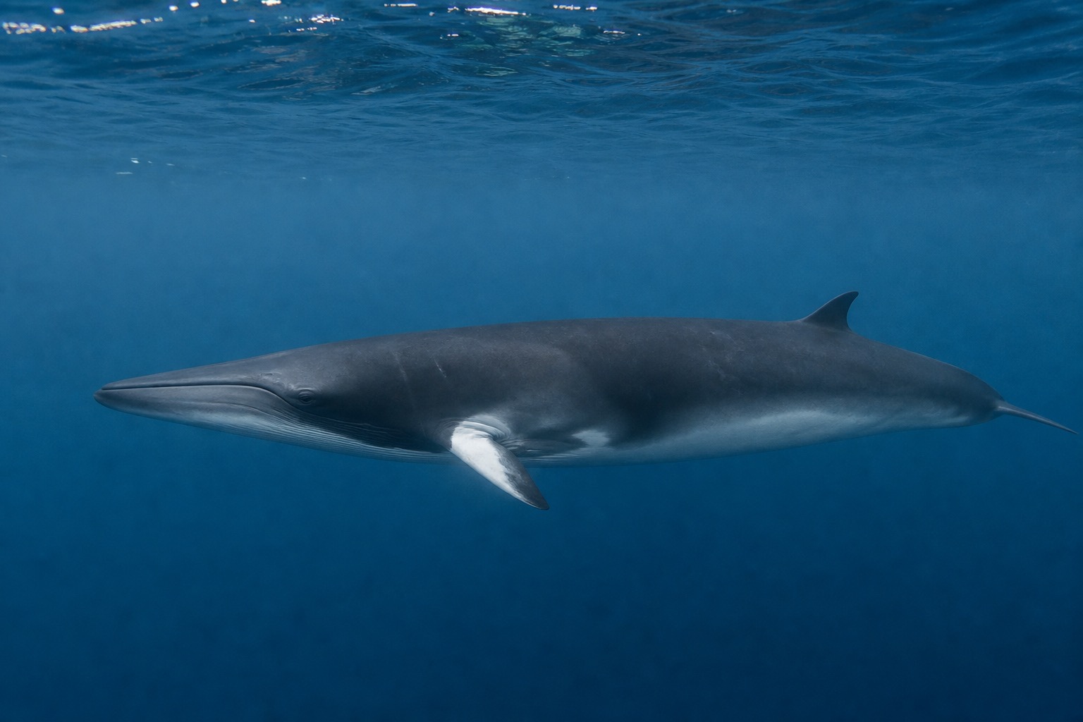ミンククジラ