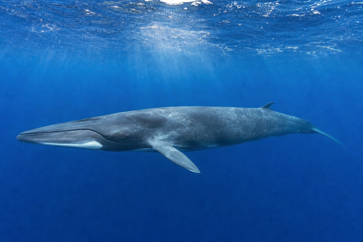 ナガスクジラ