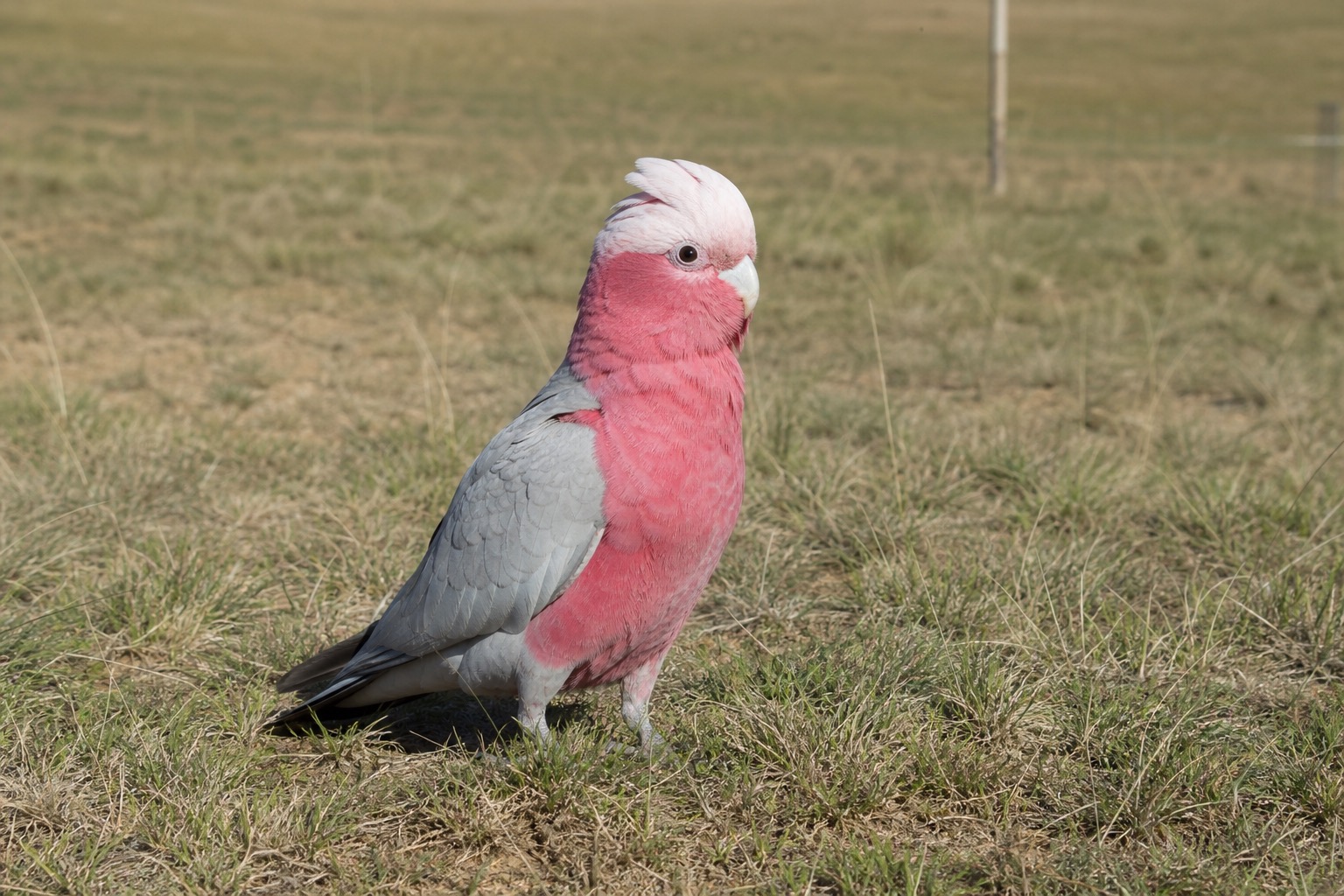 モモイロインコ