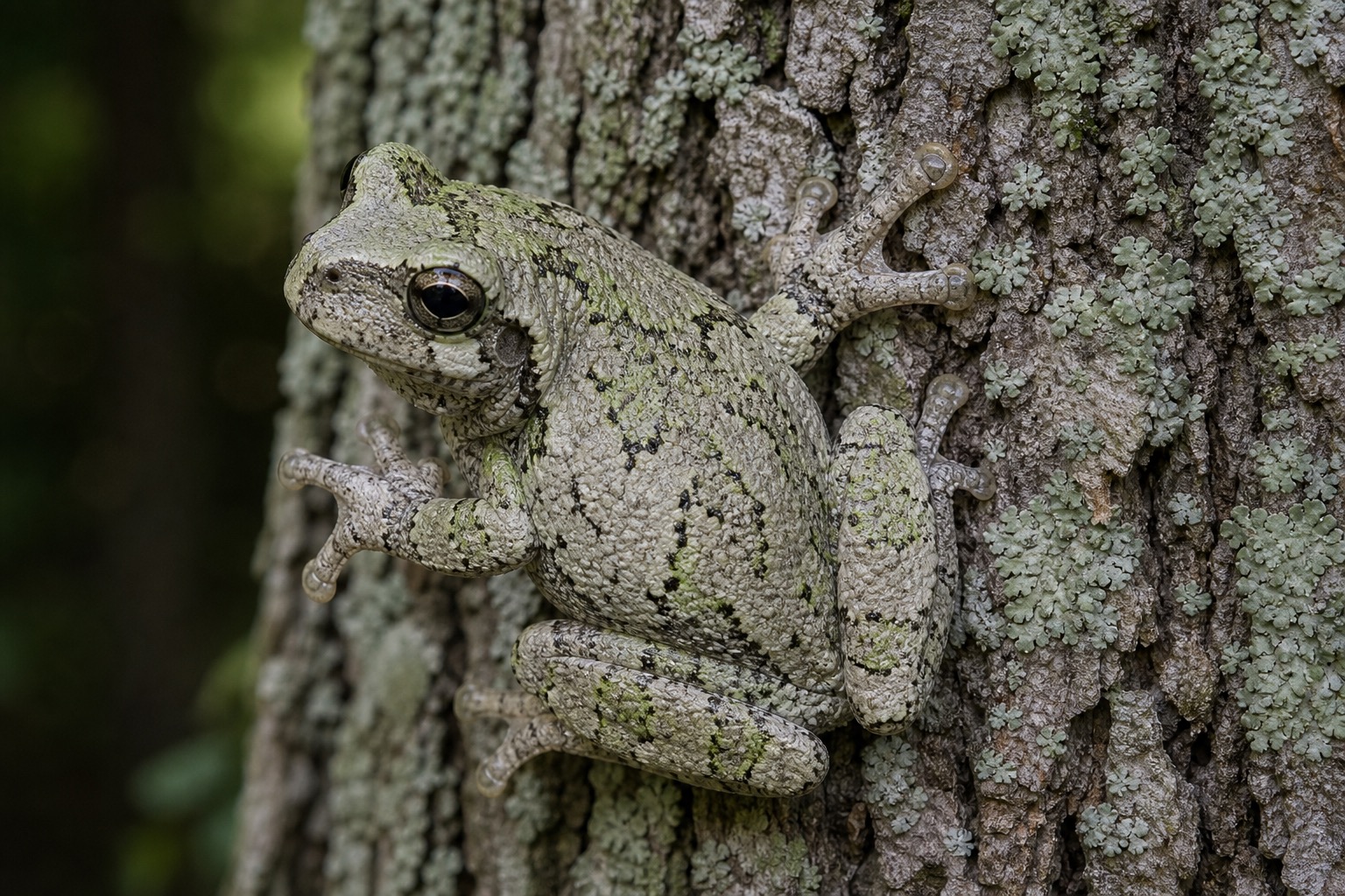 ハイイロアマガエル