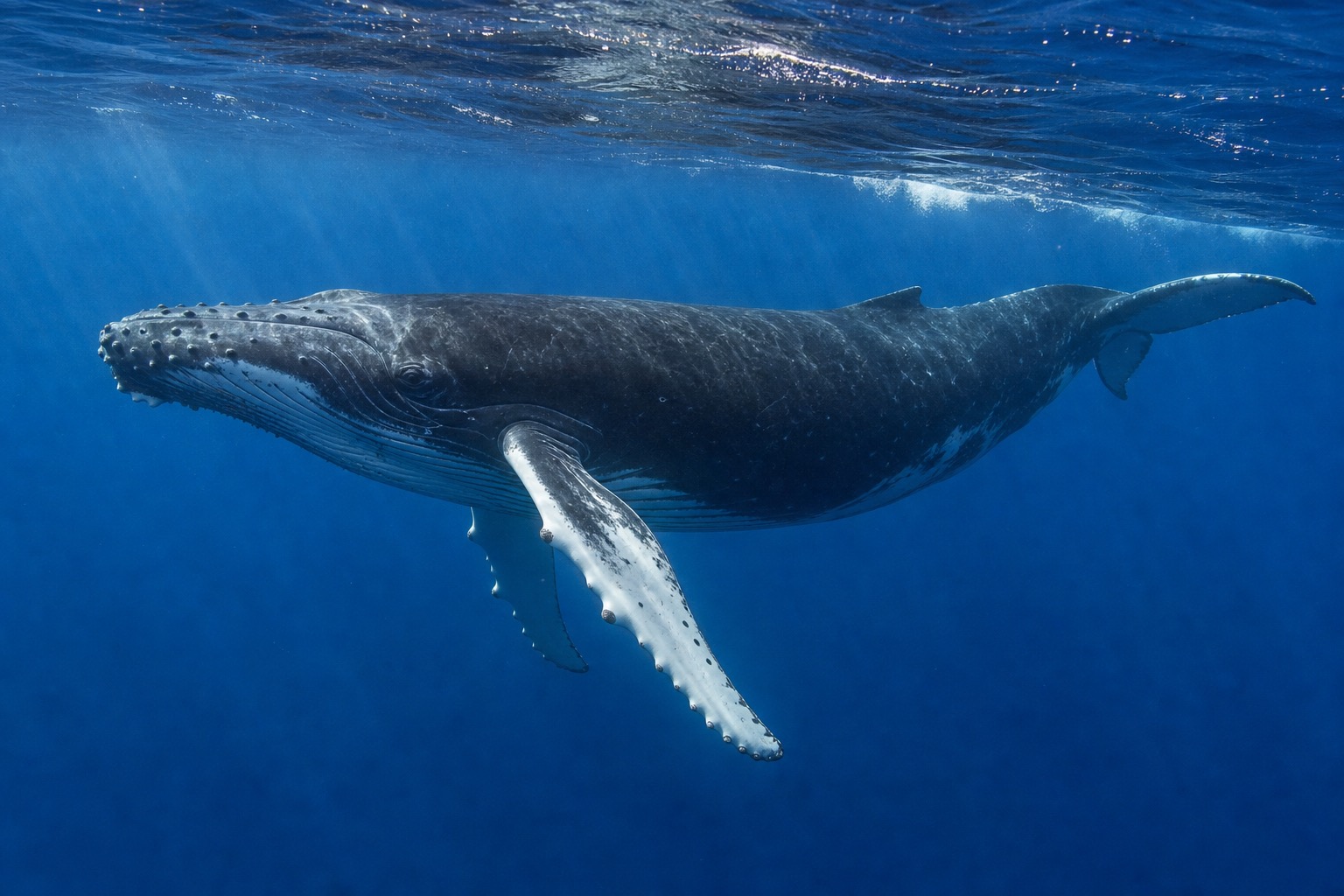 ザトウクジラ