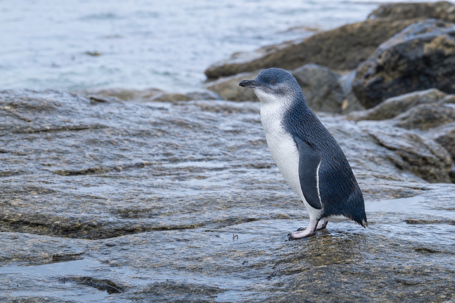 コガタペンギン