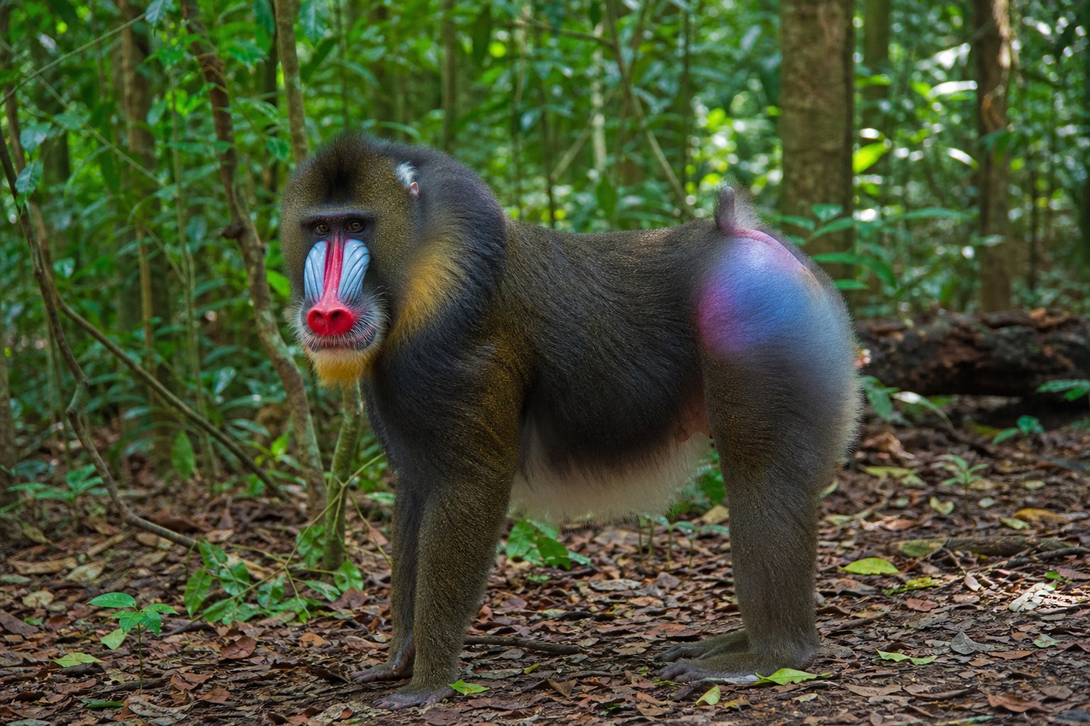 マンドリル