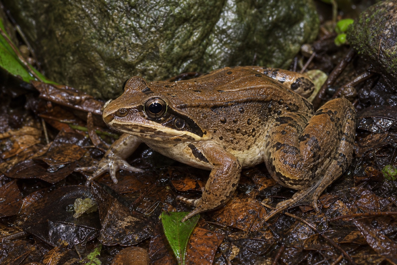 マウンテンチキンガエル