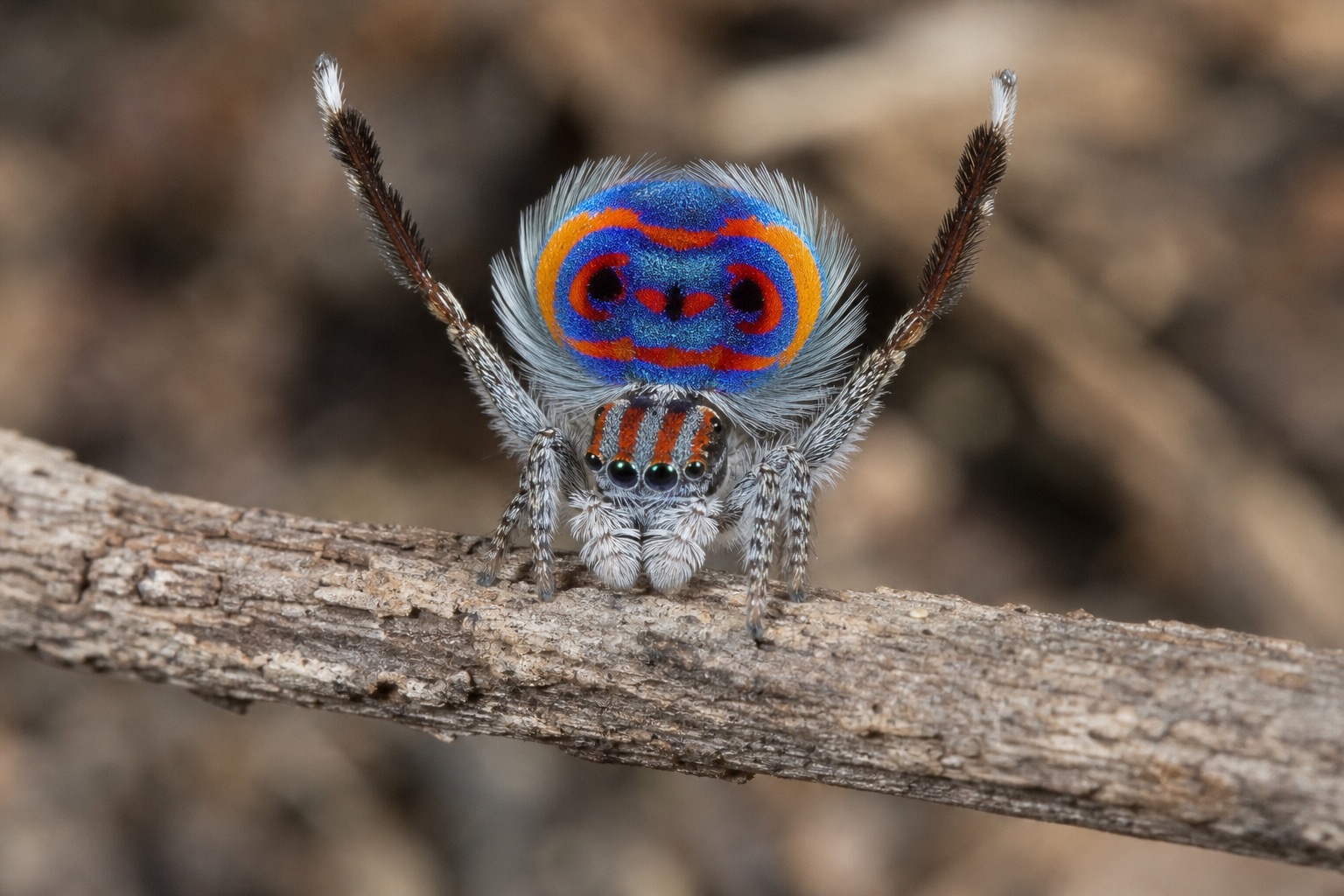 ピーコックスパイダー