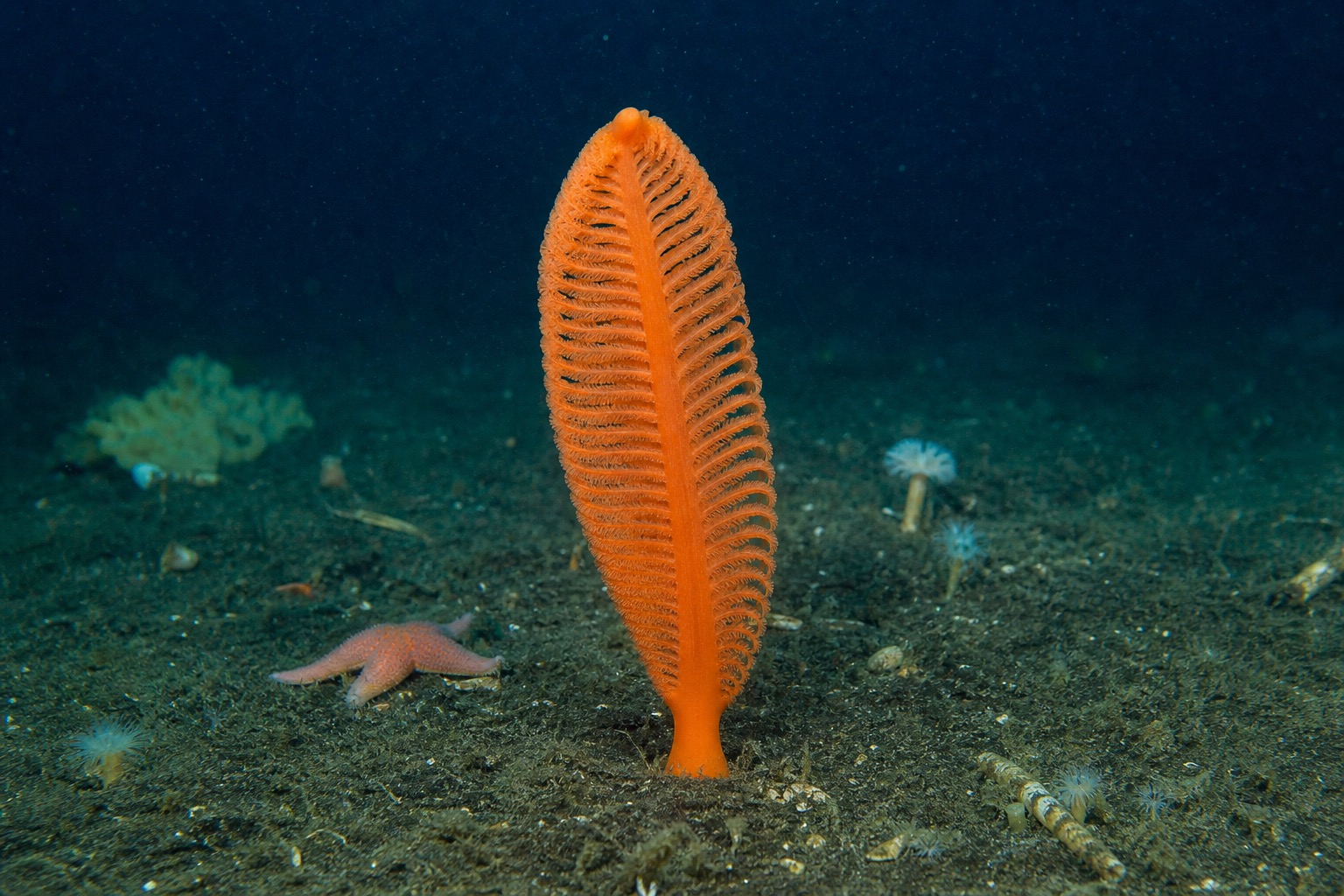 オレンジウミエラ