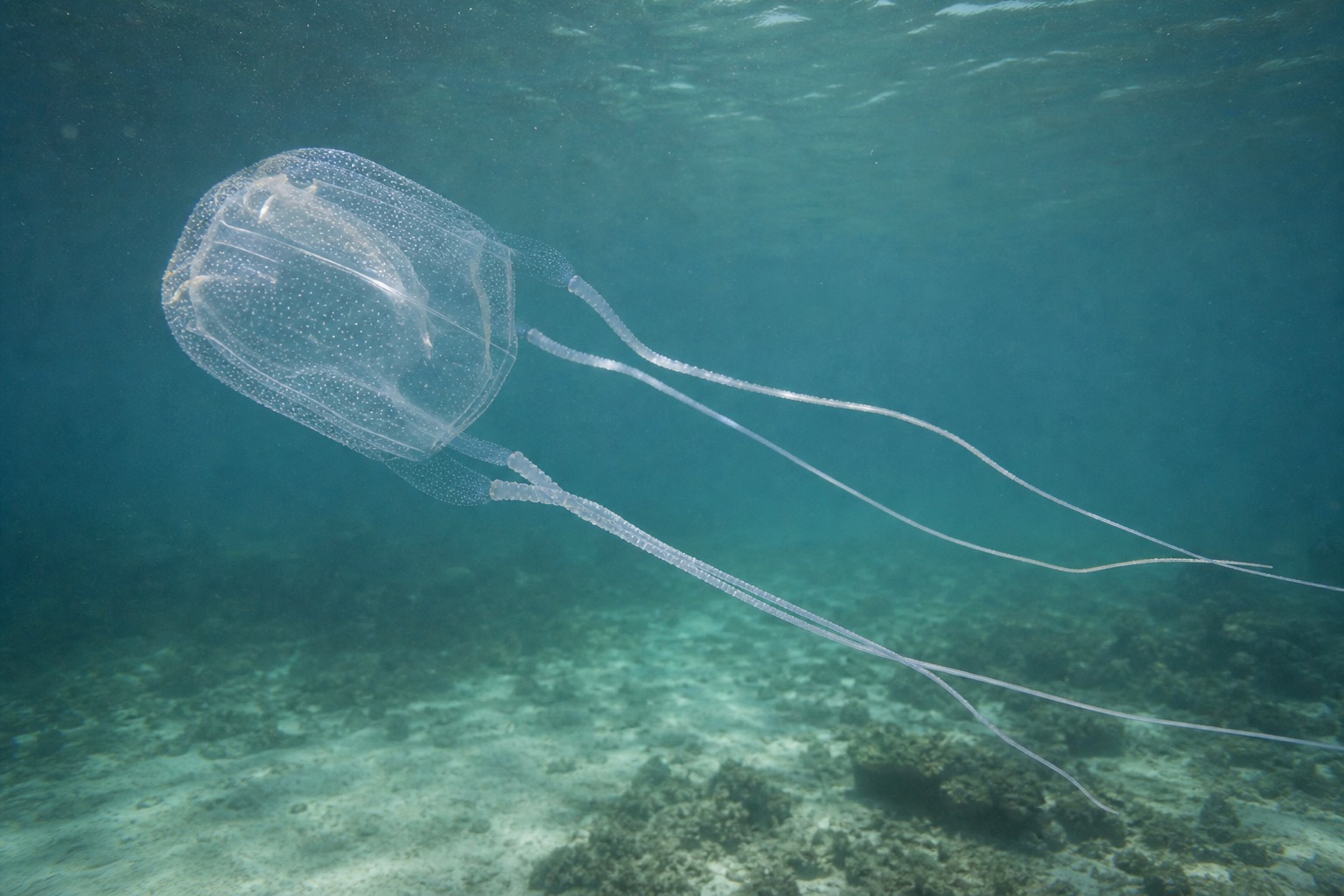 オーストラリアウンバチクラゲ
