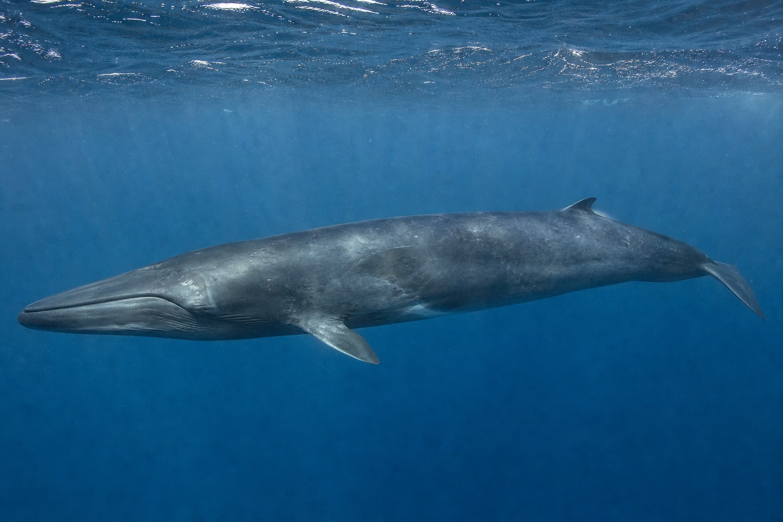 イワシクジラ