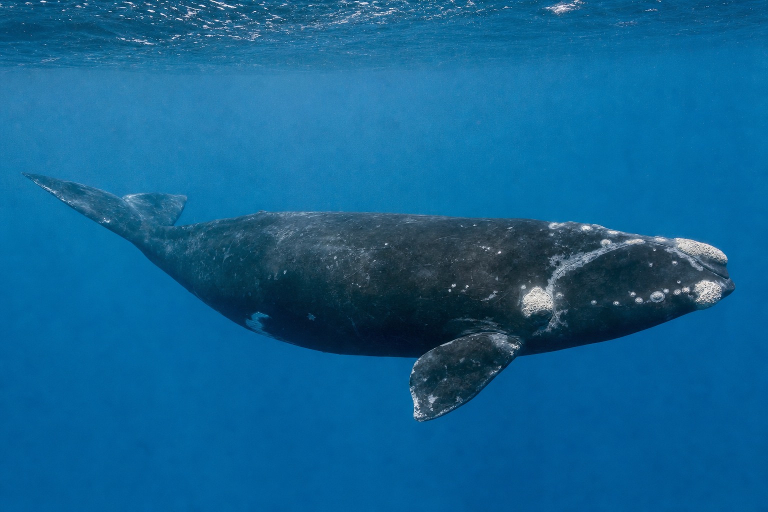 ミナミセミクジラ