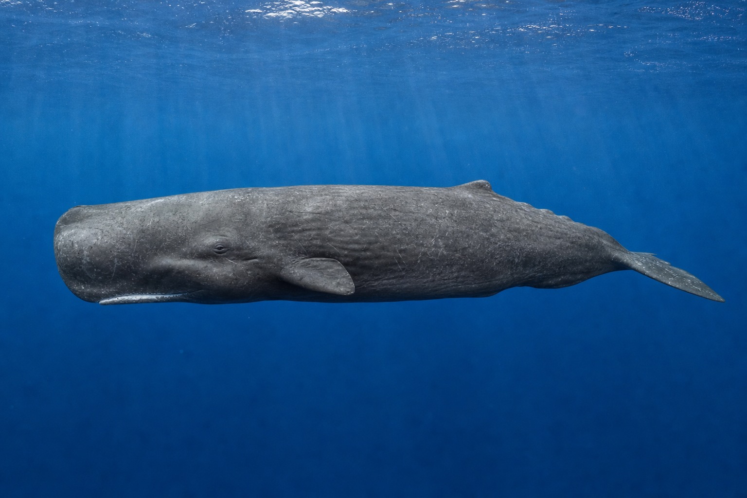 マッコウクジラ