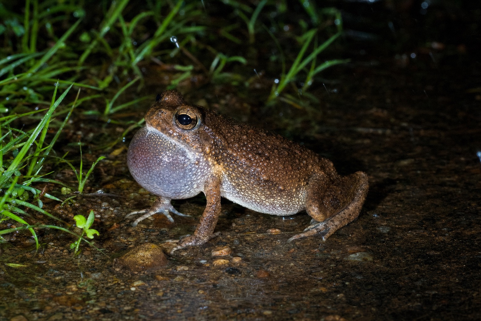 トゥンガラガエル